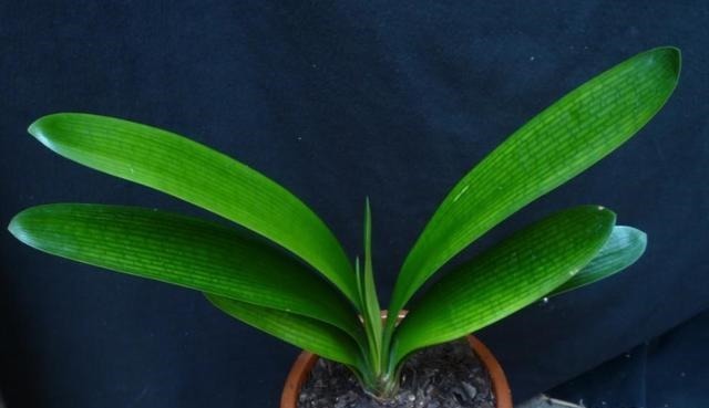 养君子兰不开花“年龄”到了，“冻”一下“热”一下，盆盆开爆