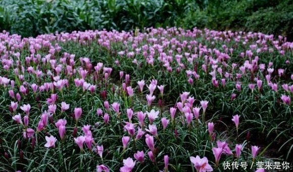 阳台|没有比这更好养的花了,繁殖速度超级快,养了一年,阳台装不下!