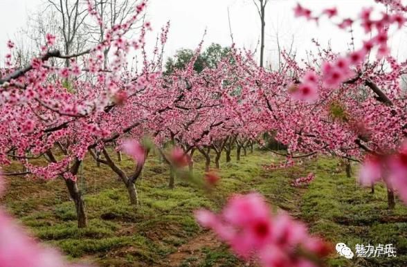 清明假期，卢氏许您“花花世界”