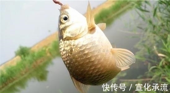 钓法|野钓最容易爆护的钓法,下钩几分钟就上鱼,没五年野钓经验玩不动