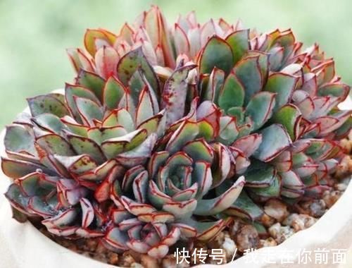 白雪公主|来自“童话里”的6款多肉,满满都是回忆,听名字就很想养上一盆