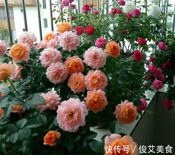 养花公认最喜欢的“5种花”,沾土就活,开花就爆盆,见花不见叶