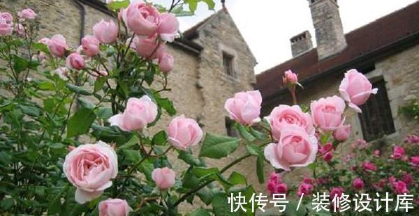 喷药|花友种月季前必须考虑清楚三个问题,不然越养越心烦