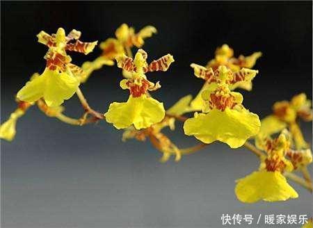 这8种花,冬天非但冻不死,还花开不断,挤满整个阳台!