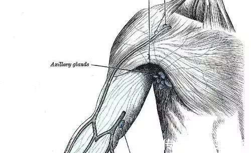 康复|恶性肿瘤是如何扩散的日常预防很重要,早发现,早康复。