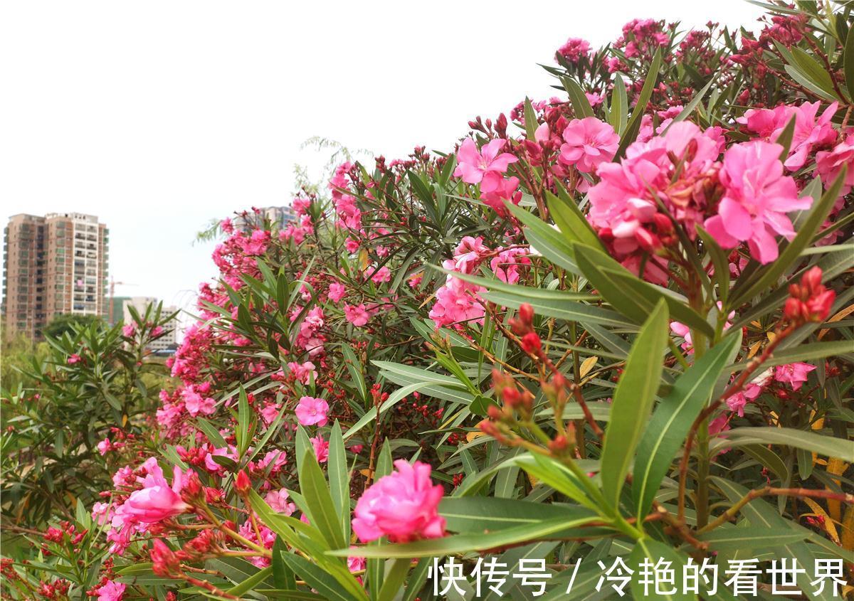 毒花|越美的花越有毒,生活诚不欺我!快来认识七种大毒花,避免受伤害