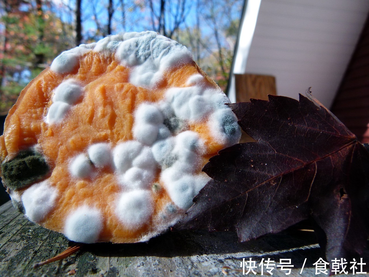 菌种|发酵食物,吃或不吃