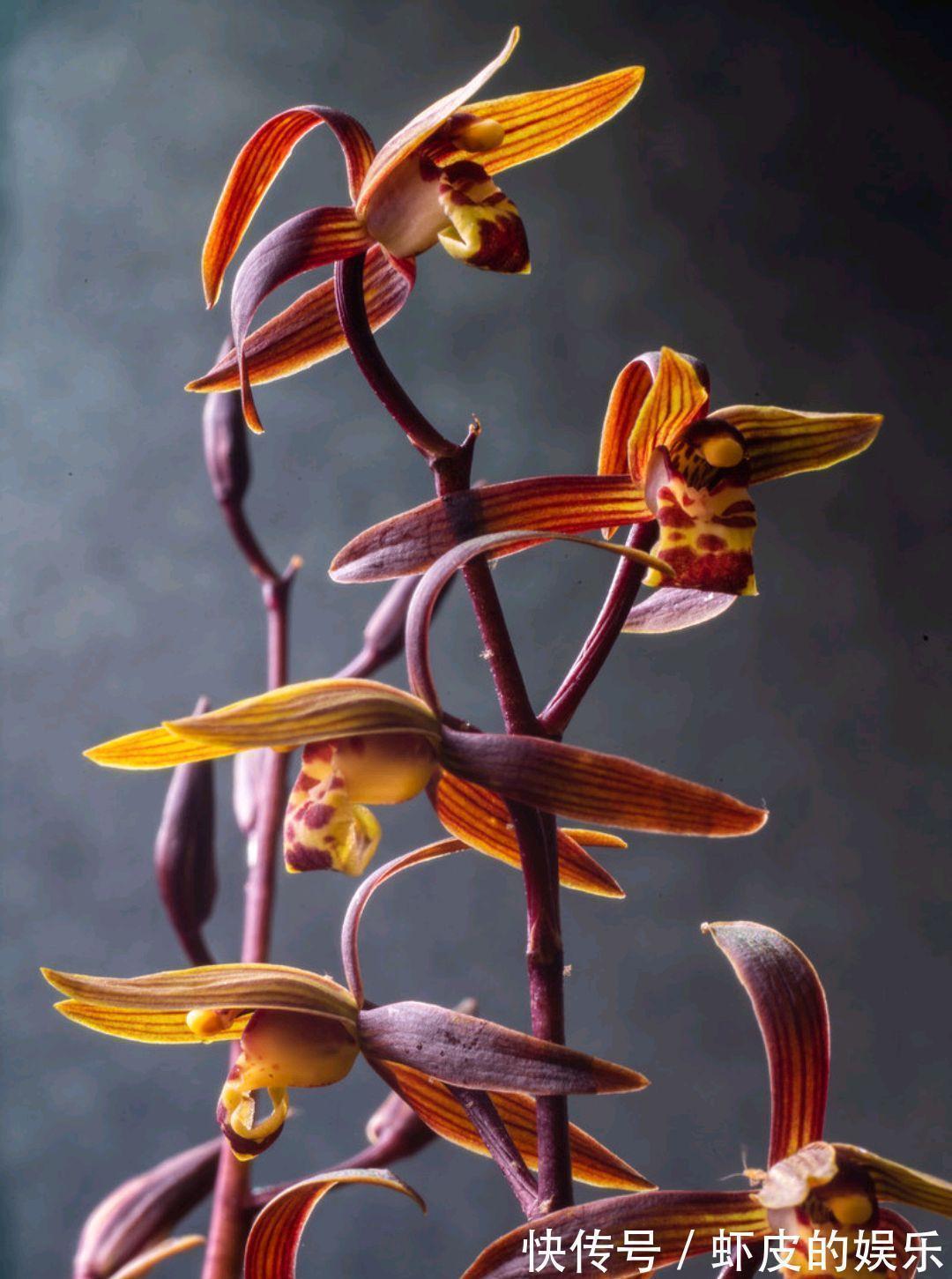 冬天养墨兰5个“小方法”,花箭窜到一米高,春节开成“报岁兰”