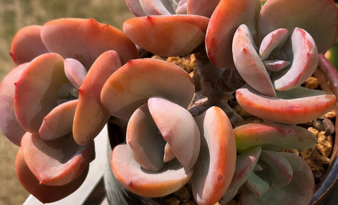 如果不说是白凤,大家能认得出来吗?控养的白凤,完美逆袭