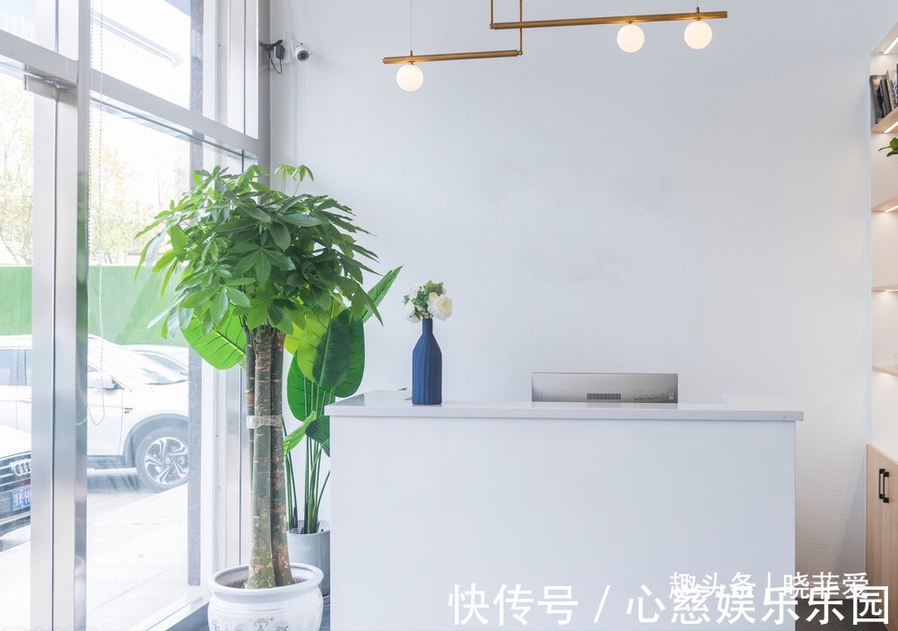 客厅养花不宜多!12种“吉祥花”任选一种,寓意好“养人”还旺家