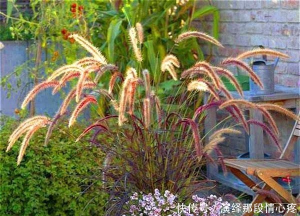 植株|9种比花还美的草,院子里种起来,美如仙境没商量!