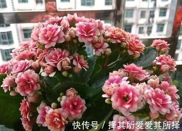 叶片|长寿花怕“三种水”，避开不烂根，猛窜芽花香浓，高温也开花不断