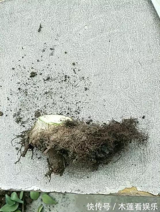 叶子|玉树金钱树,叶子一夜掉光,根软要倒掉,再不救就剩下盆了!