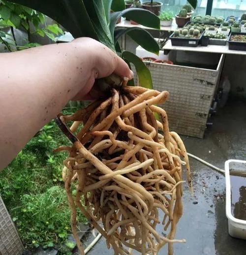 花生全身都是宝，丢在盆里，解决了太多养花难题！