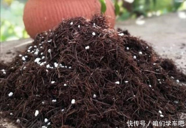 松针土养花，提前做好这几步，疏松透气，养分充足！