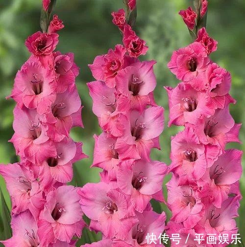 沾土就活,种门口长成一大簇,邻居天天跑来看!