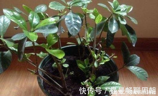 酸碱|栀子花“闹脾气”黄叶,用这3种“小能手”,平衡酸碱,容易开花!