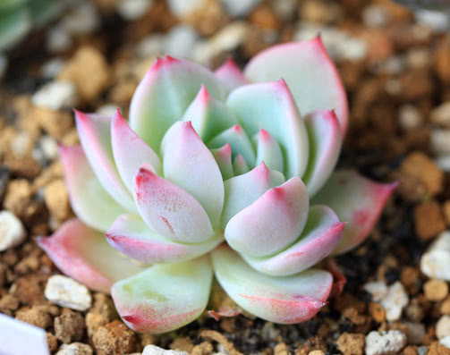 多肉吉娃莲怎么换盆教你3个小步骤，换盆后长势旺盛更艳丽