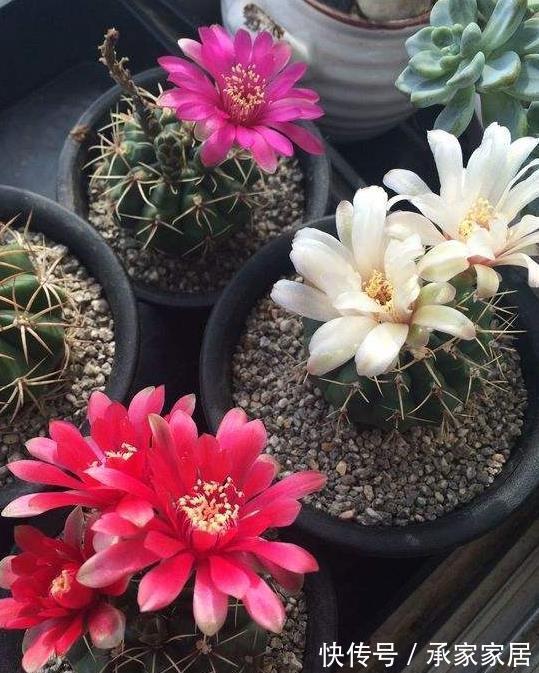 绯花玉|仙人掌科绯花玉，球形端庄，花色靓丽，你知道用什么方法养护吗