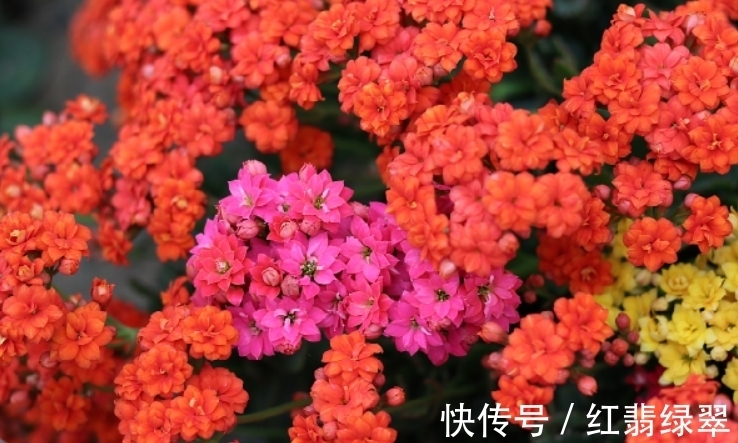 长寿花有“4喜4怕”,把它记到脑袋里,爆盆开花很容易!