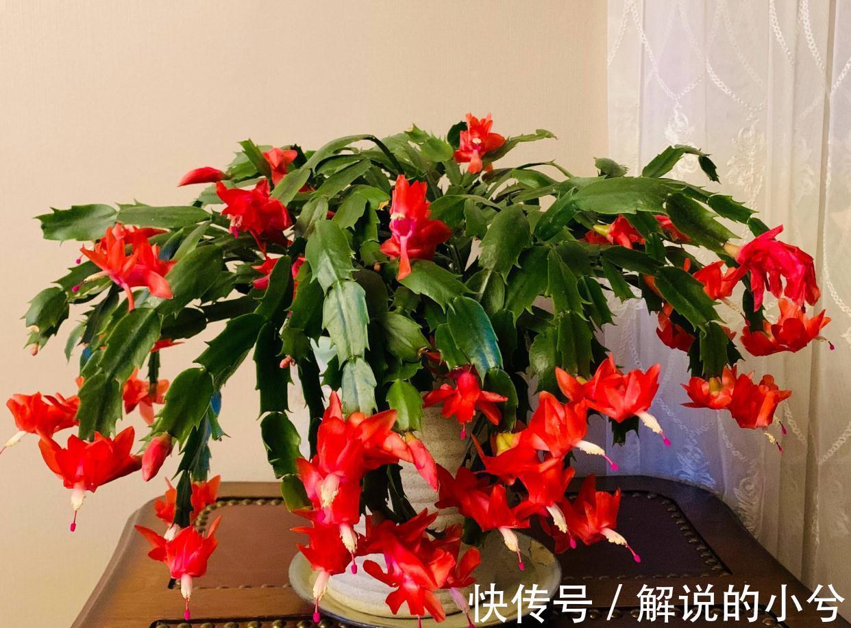 春花|天冷就养“3种花”,耐寒好养,花儿朵朵开,又美又娇艳