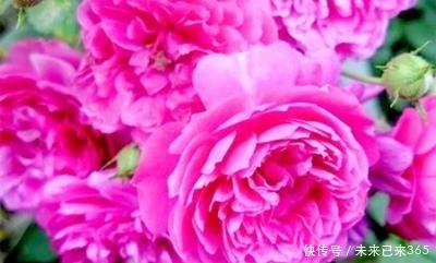 喜欢养护花卉,就在室内养护“五颜六色”的花卉,花期长,花量大