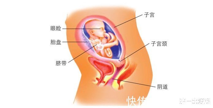 怀孕|在怀孕之前,我们需要了解哪一些生殖常识呢?