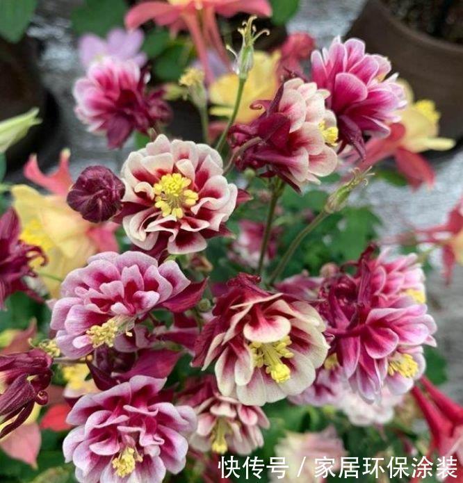 家养此款花卉,花大色艳胜玫瑰,开花勤还爱爆盆,美