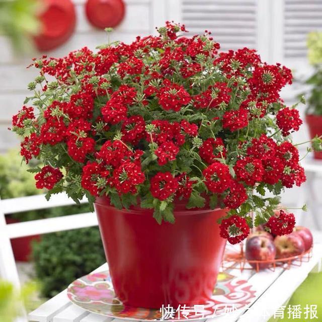 最爱晒太阳的8种花,越晒开花越多,阳台养几盆,开花成海