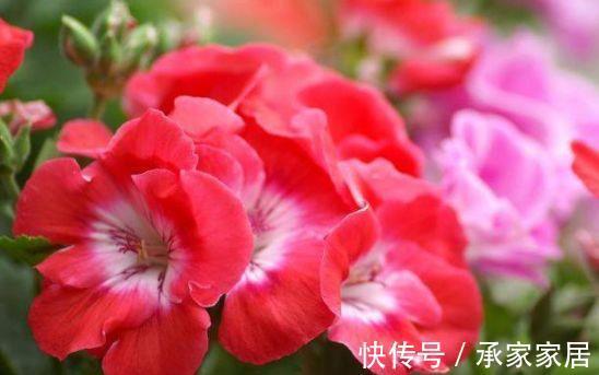 花海|农历7月12号起，最适合养这些花，阳台开成花海，开花勤还爱爆盆