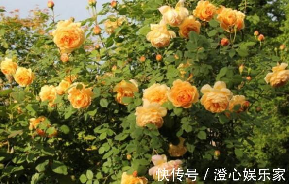 桂花香|家里养盆“黄金花”开花金灿灿,比桂花香,比玫瑰美,养上超值