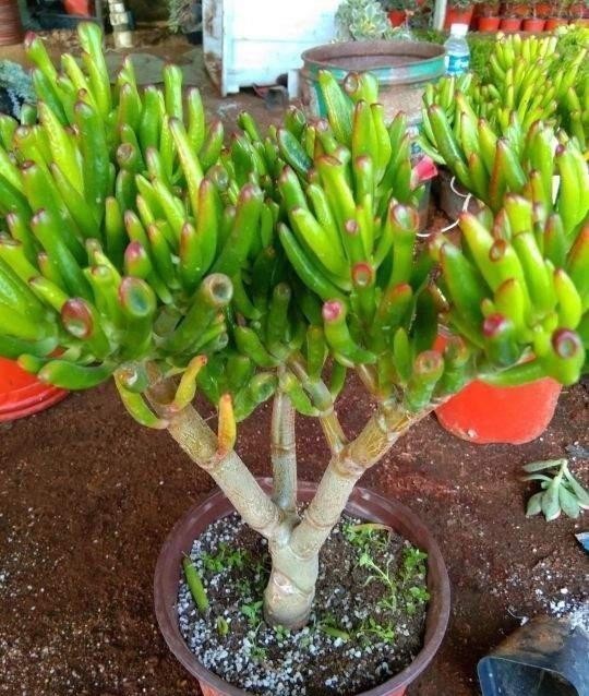 花草|养花时最爱“犯的5个错”,养一盆死一盆,全做过的请举手!