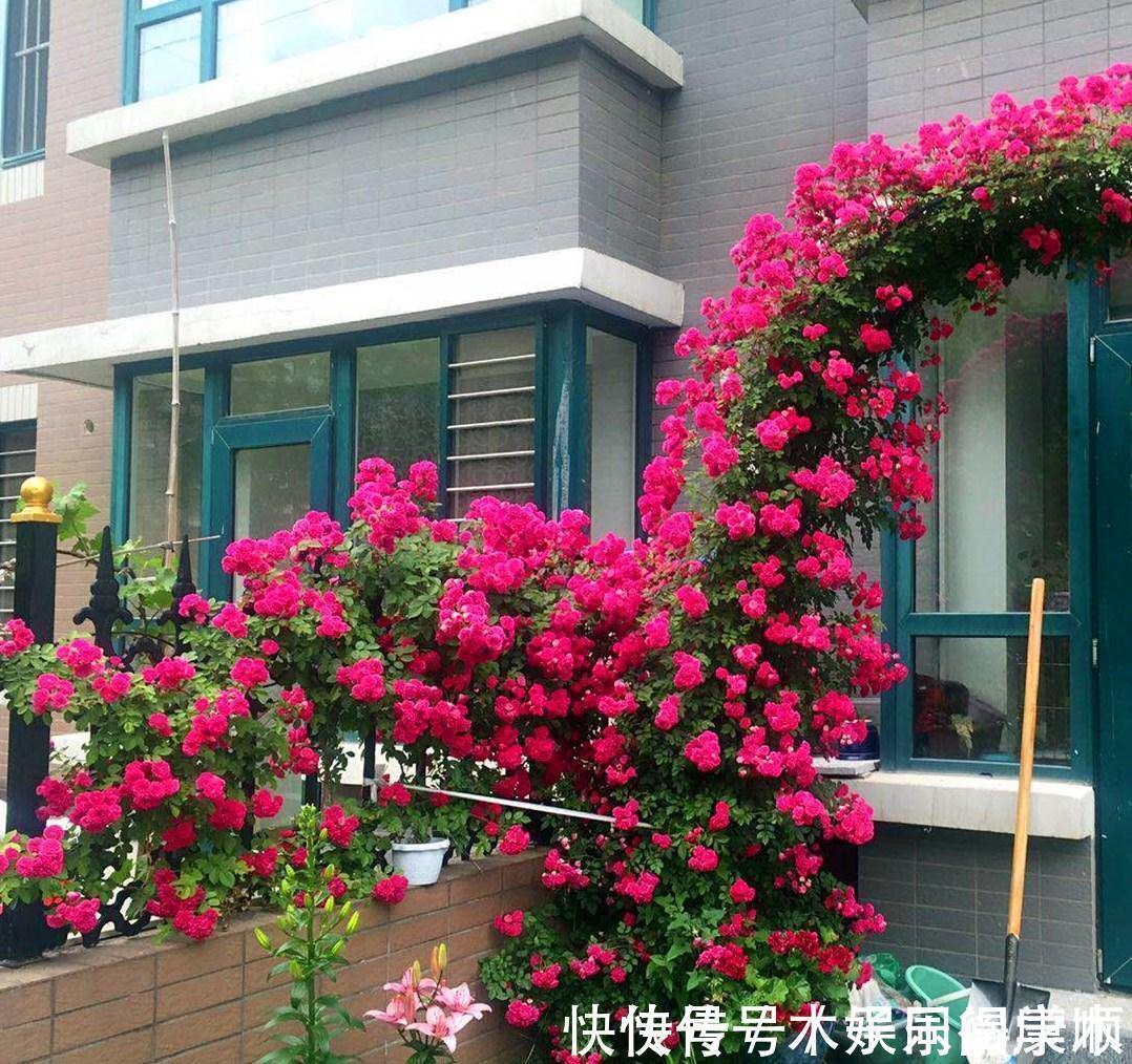 4种花要富养,根多“爱吃土”喜欢大花盆,用对了利于生长和开花