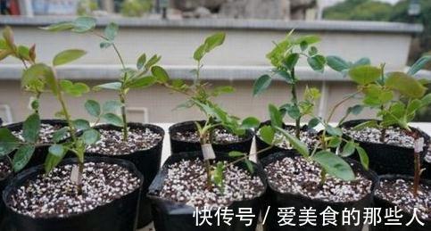 3种花现在扦插正合适,生根快成活率高,轻松养出一大满盆