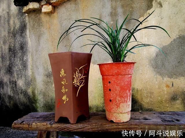 奇效|这种黑色粉末养兰花,究竟有什么奇效能让兰根这么壮