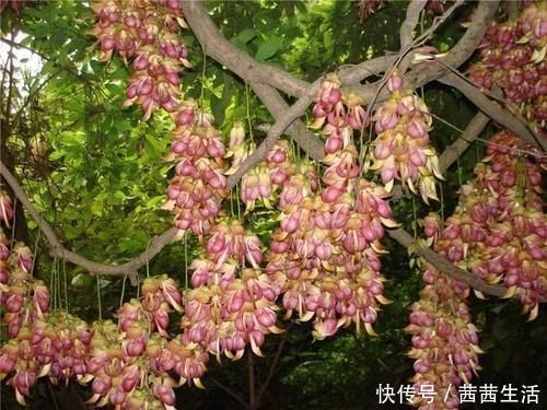 花色|状如象牙，色如翡翠，自然界稀有的藤本花卉——翡翠葛