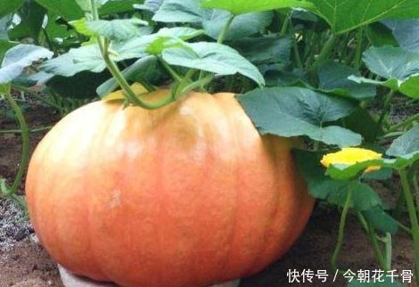 南瓜|糖尿病人除了少吃糖，还有2类食物劝你也少吃点，吃错了要升血糖