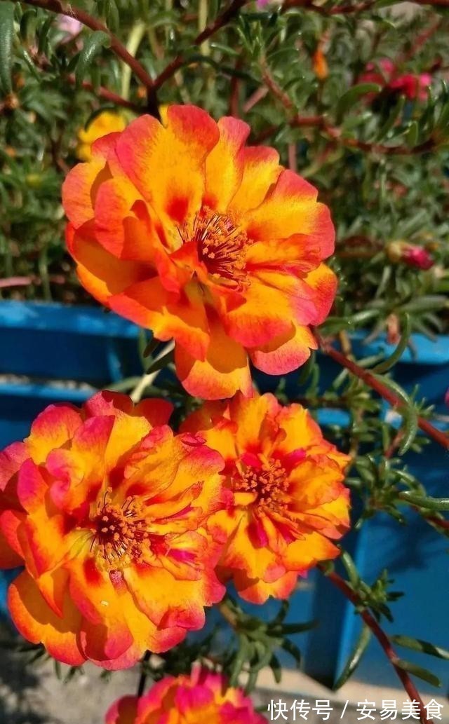 这五种花,就得富养,大肥大水大太阳,长得那叫一个旺