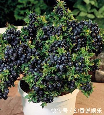 阳台盆栽蓝莓果,用上4个“小绝招”,一次结果几十斤,营养美味