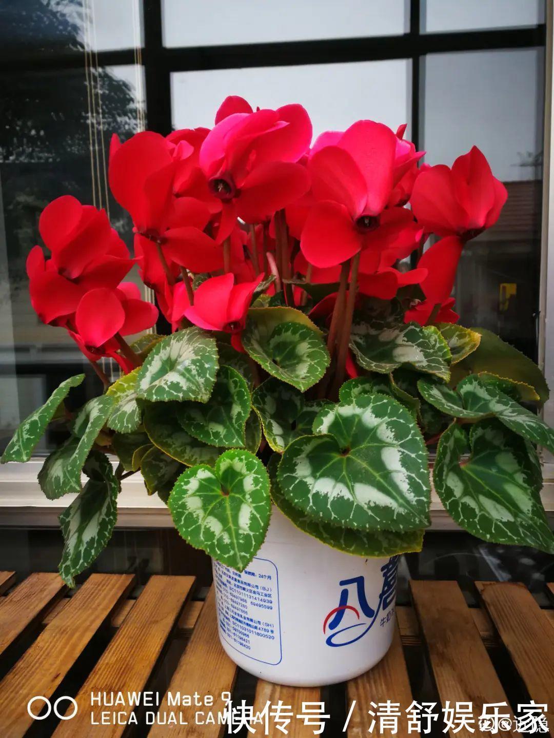 叶芽|君子兰千万别喷水，一喷水就烂叶，3天就要死翘翘！