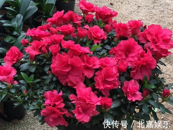 养花就养3种“醋坛子”,10天喝点“酸水”,花儿爆盆一串串