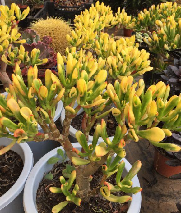 1种“玉树”大家都叫“吸财树”,叶子好看,一到秋天就“上色”