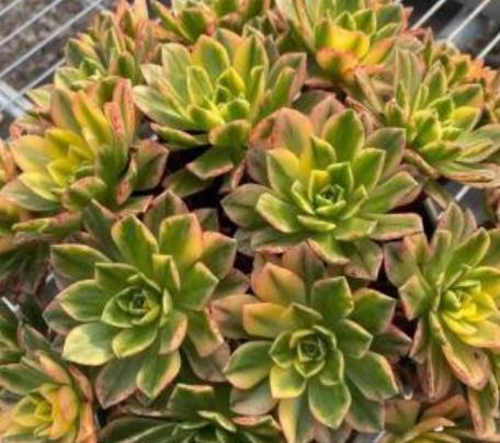 长势|多肉法师别光养黑法师,试试甜茶多肉,长势旺出锦美,后悔晚知道