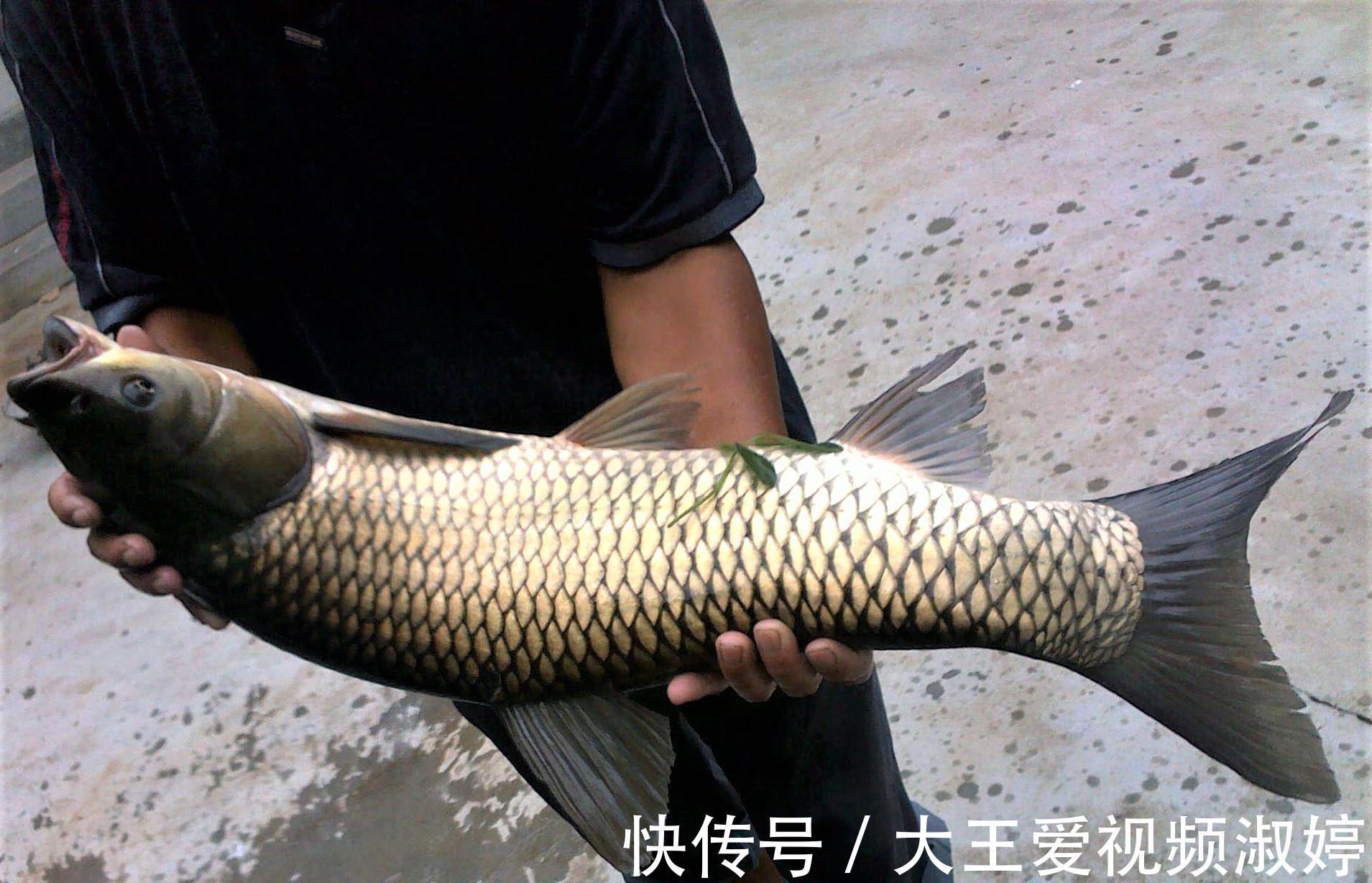 玉米|夏天钓草鱼,掌握简单几点,新手一样连竿