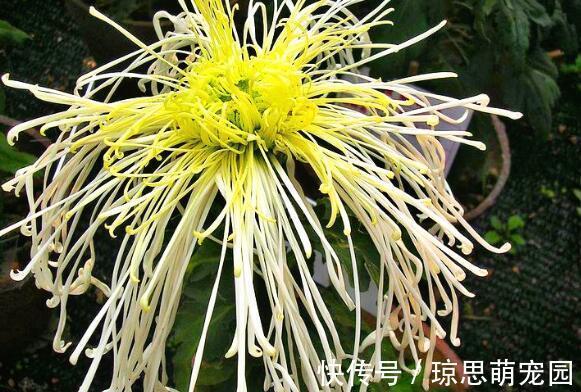 养此款盆栽，花色清新美丽，一盆千朵花，花期300多天，超美