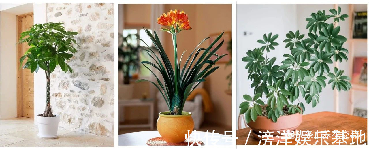 仙客来|勤养鱼,懒养花,10种要粗养才长得好的室内盆栽