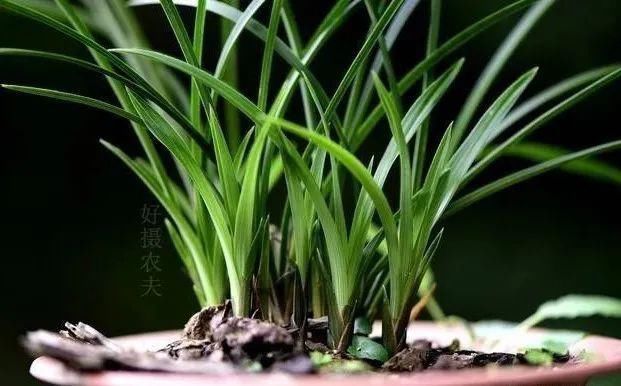 二氢钾|养好兰花的口诀,书本上学不到的经验,喜欢就收藏吧