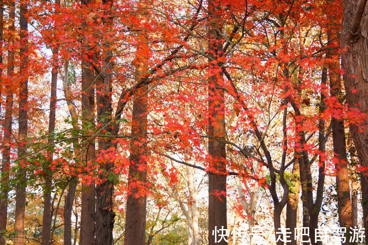 秋季|贵州第一县！独揽贵州最美秋天，不愧是中国最宜居的小城