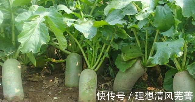 调料|包萝卜馅饺子，这两种常用“调料”谨记别放，不增香反而味道怪异！