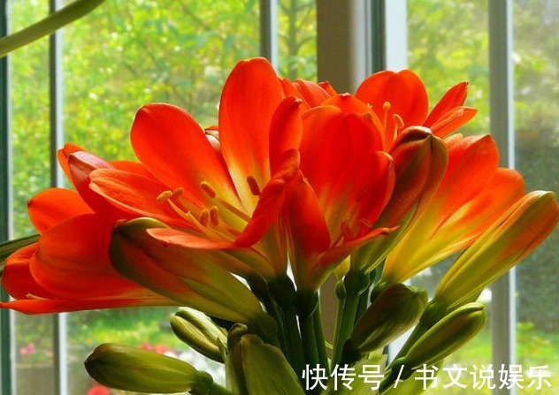 养花|别再用啤酒养花了，有人把花都浇死了，真正的养花肥料却是它！